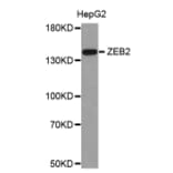 Western blot - ZEB2 antibody from Signalway Antibody (38682) - Antibodies.com