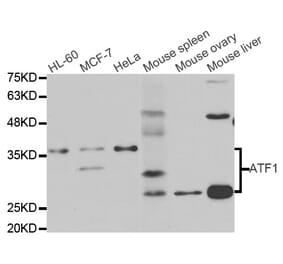 Western blot - ATF1 antibody from Signalway Antibody (38690) - Antibodies.com