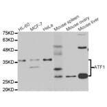 Western blot - ATF1 antibody from Signalway Antibody (38690) - Antibodies.com
