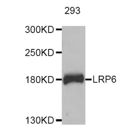 Western blot - LRP6 antibody from Signalway Antibody (38724) - Antibodies.com