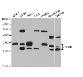 Western blot - COMT antibody from Signalway Antibody (38744) - Antibodies.com
