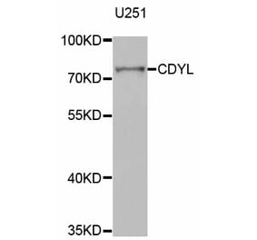 Western blot - CDYL antibody from Signalway Antibody (38784) - Antibodies.com