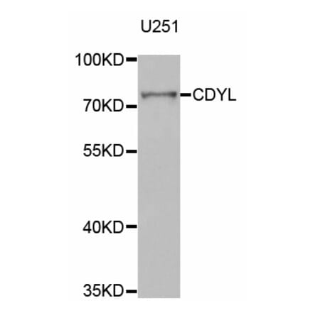 Western blot - CDYL antibody from Signalway Antibody (38784) - Antibodies.com