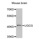 Western blot - UGCG antibody from Signalway Antibody (38820) - Antibodies.com