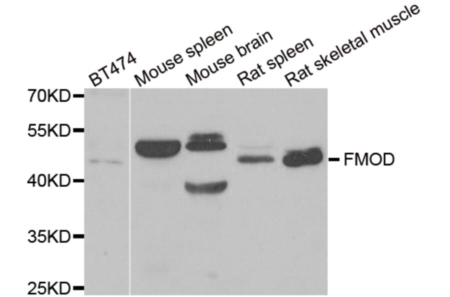Western blot - FMOD antibody from Signalway Antibody (38860) - Antibodies.com