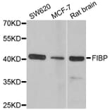 Western blot - FIBP antibody from Signalway Antibody (38914) - Antibodies.com