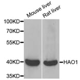 Western blot - HAO1 antibody from Signalway Antibody (38946) - Antibodies.com
