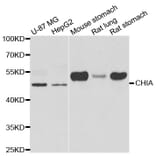 Western blot - CHIA antibody from Signalway Antibody (39006) - Antibodies.com