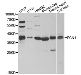 Western blot - FCN1 antibody from Signalway Antibody (39027) - Antibodies.com