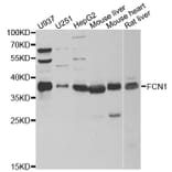 Western blot - FCN1 antibody from Signalway Antibody (39027) - Antibodies.com