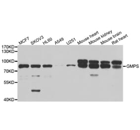 Western blot - GMPS antibody from Signalway Antibody (39039) - Antibodies.com