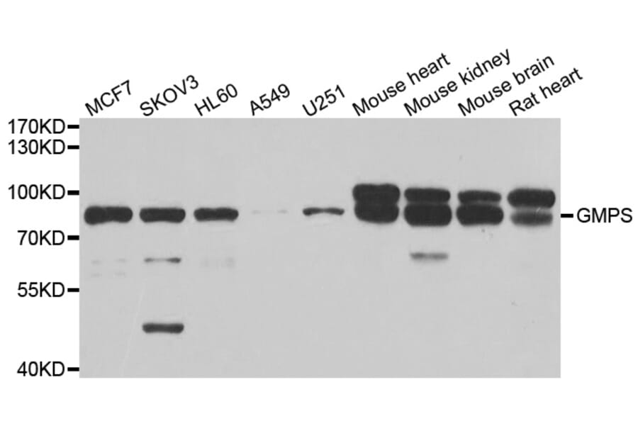 Western blot - GMPS antibody from Signalway Antibody (39039) - Antibodies.com