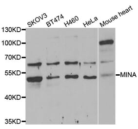 Western blot - MINA antibody from Signalway Antibody (39075) - Antibodies.com