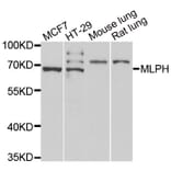 Western blot - MLPH antibody from Signalway Antibody (39076) - Antibodies.com