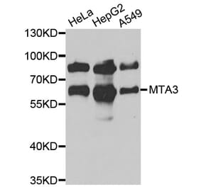Western blot - MTA3 antibody from Signalway Antibody (39080) - Antibodies.com