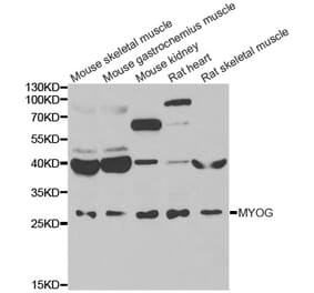 Western blot - MYOG antibody from Signalway Antibody (39084) - Antibodies.com