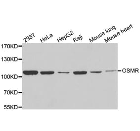 Western blot - OSMR antibody from Signalway Antibody (39095) - Antibodies.com