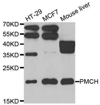 Western blot analysis of extracts of various cell lines, using PMCH antibody.