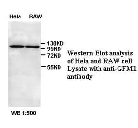 GFM1 Antibody from Signalway Antibody (39390) - Antibodies.com