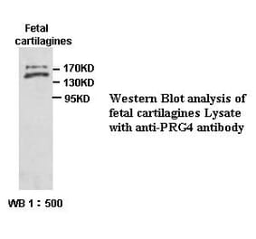 PRG4 Antibody from Signalway Antibody (39393) - Antibodies.com