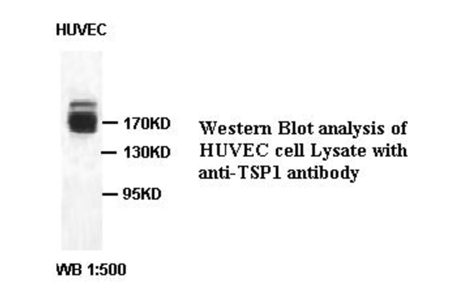 TSP1 Antibody from Signalway Antibody (39409) - Antibodies.com