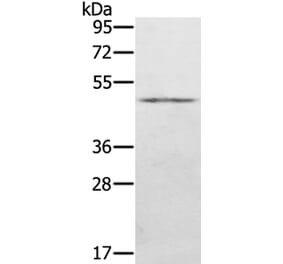 KDM8 Antibody from Signalway Antibody (40061) - Antibodies.com