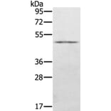 KDM8 Antibody from Signalway Antibody (40061) - Antibodies.com