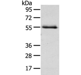 NUF2 Antibody from Signalway Antibody (40196) - Antibodies.com