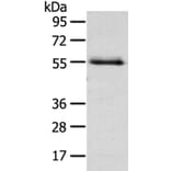 NUF2 Antibody from Signalway Antibody (40196) - Antibodies.com