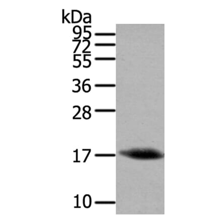 HCRT Antibody from Signalway Antibody (40204) - Antibodies.com