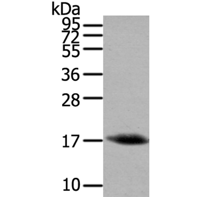 HCRT Antibody from Signalway Antibody (40204) - Antibodies.com