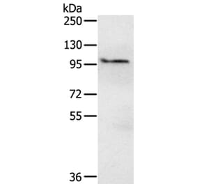 EMC1 Antibody from Signalway Antibody (40208) - Antibodies.com