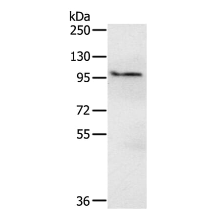 EMC1 Antibody from Signalway Antibody (40208) - Antibodies.com