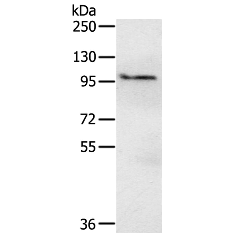 EMC1 Antibody from Signalway Antibody (40208) - Antibodies.com
