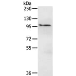 EMC1 Antibody from Signalway Antibody (40208) - Antibodies.com