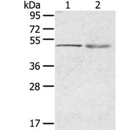 RHCE Antibody from Signalway Antibody (40210) - Antibodies.com