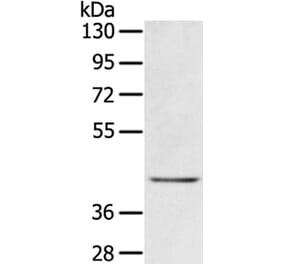 EGR3 Antibody from Signalway Antibody (40310) - Antibodies.com
