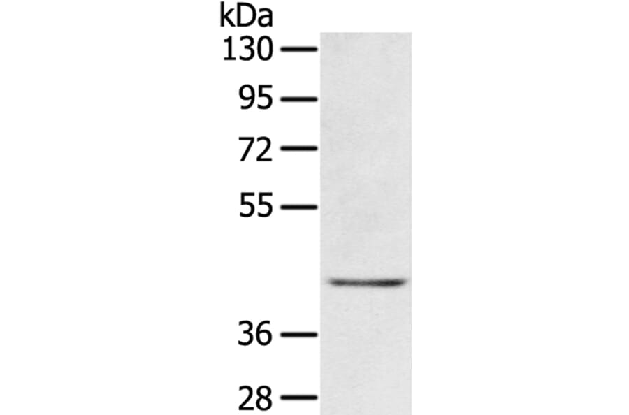 EGR3 Antibody from Signalway Antibody (40310) - Antibodies.com