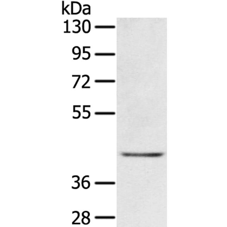 EGR3 Antibody from Signalway Antibody (40310) - Antibodies.com