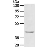EGR3 Antibody from Signalway Antibody (40310) - Antibodies.com