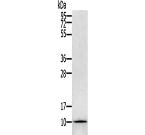 GLRX Antibody from Signalway Antibody (42717) - Antibodies.com
