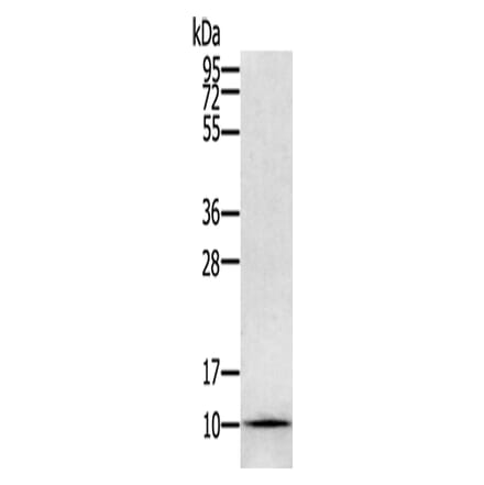GLRX Antibody from Signalway Antibody (42717) - Antibodies.com