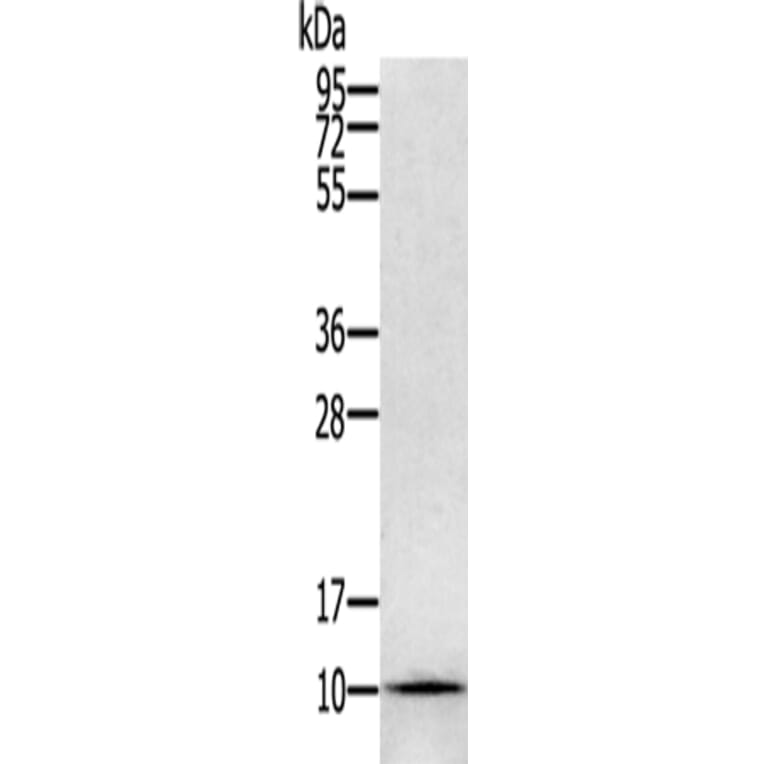 GLRX Antibody from Signalway Antibody (42717) - Antibodies.com
