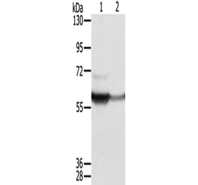 CTSA Antibody from Signalway Antibody (42724) - Antibodies.com