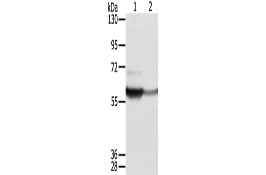 CTSA Antibody from Signalway Antibody (42724) - Antibodies.com