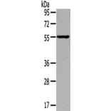 THRA Antibody from Signalway Antibody (42779) - Antibodies.com