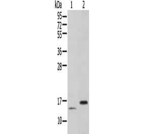 PIN4 Antibody from Signalway Antibody (42935) - Antibodies.com