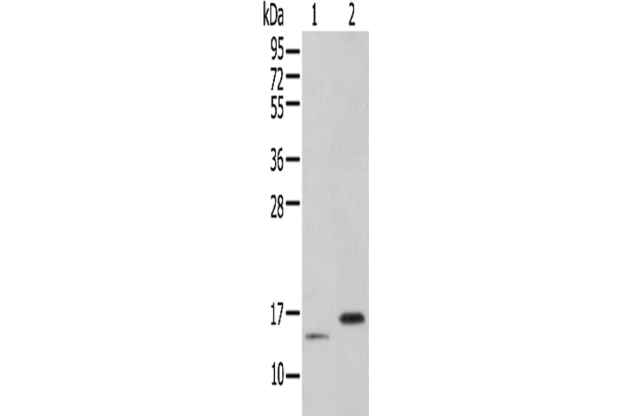 PIN4 Antibody from Signalway Antibody (42935) - Antibodies.com
