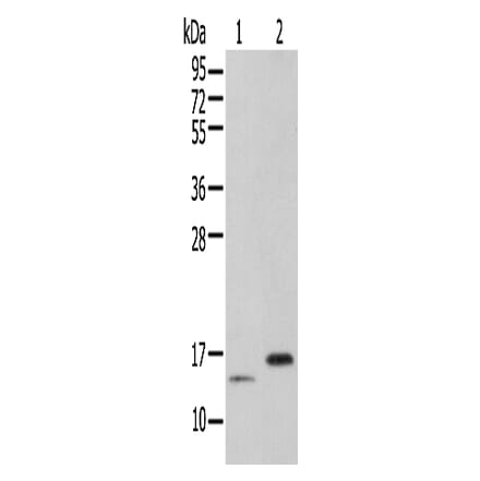 PIN4 Antibody from Signalway Antibody (42935) - Antibodies.com