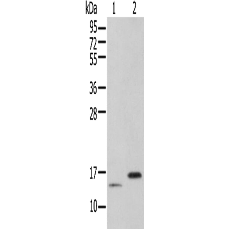 PIN4 Antibody from Signalway Antibody (42935) - Antibodies.com